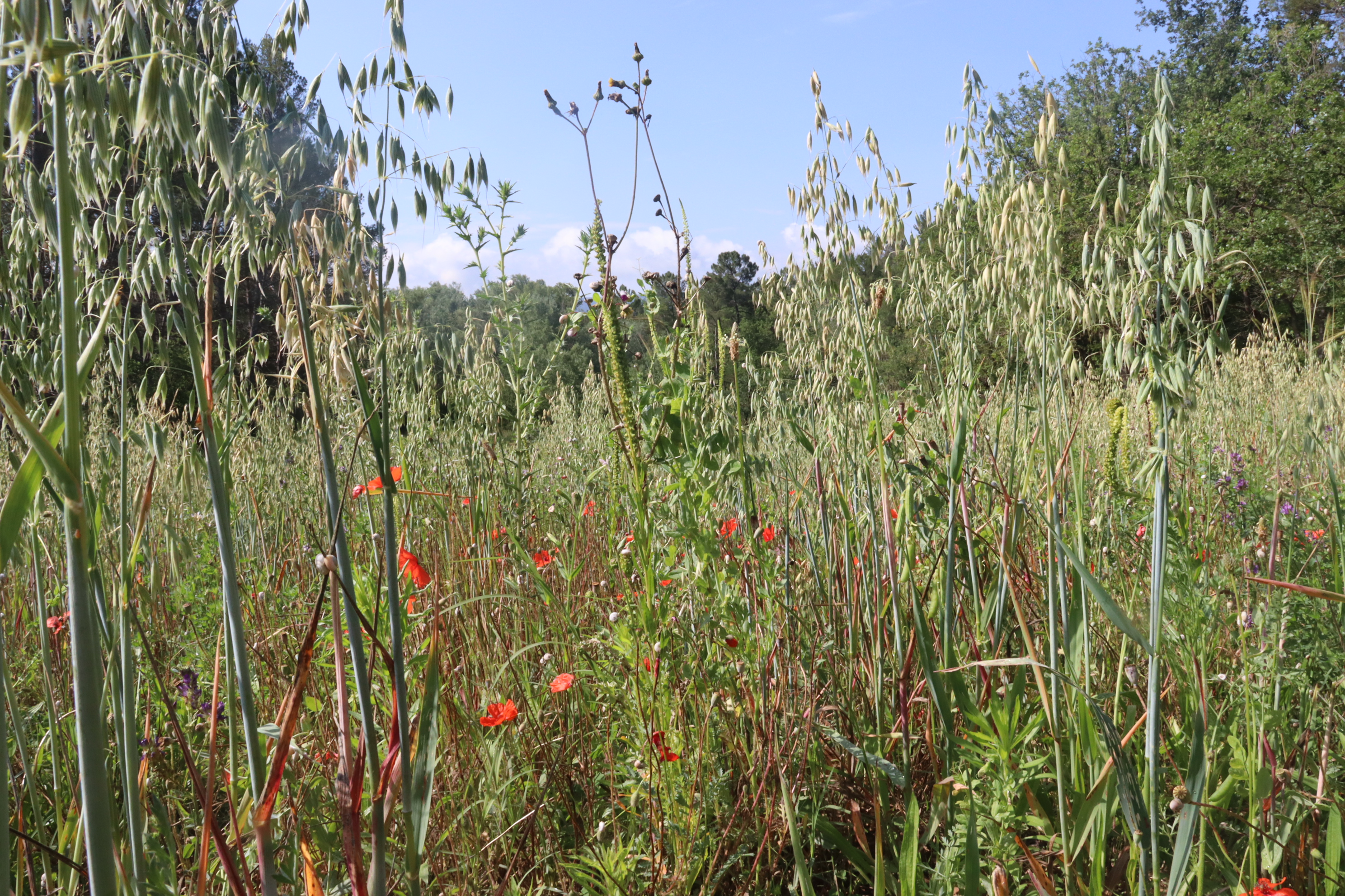 Prairie et biodiversité