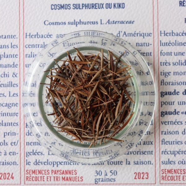 Cosmos sulfureux Kiko