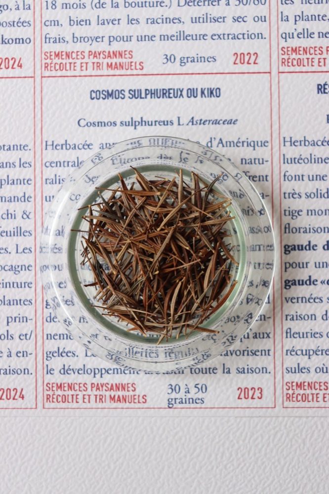 Cosmos sulfureux Kiko