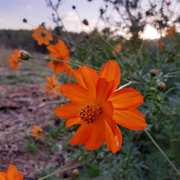 Cosmos sulfureux fleurs séchées