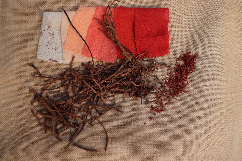 Garance des teinturiers