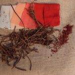 Garance rhizomes entiers - photo 3