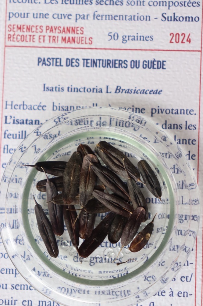 Pastel des teinturiers