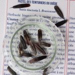 Pastel des teinturiers - photo 3