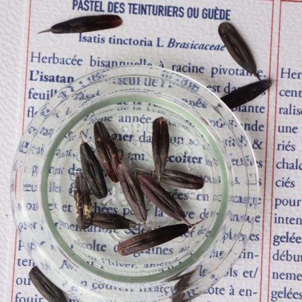 Pastel des teinturiers - photo 3