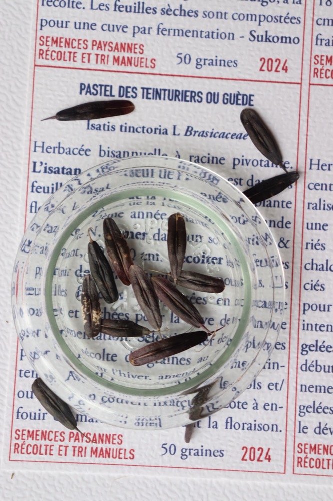 Pastel des teinturiers - photo 3