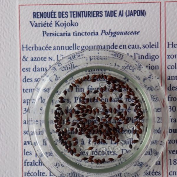 Renouée des teinturiers