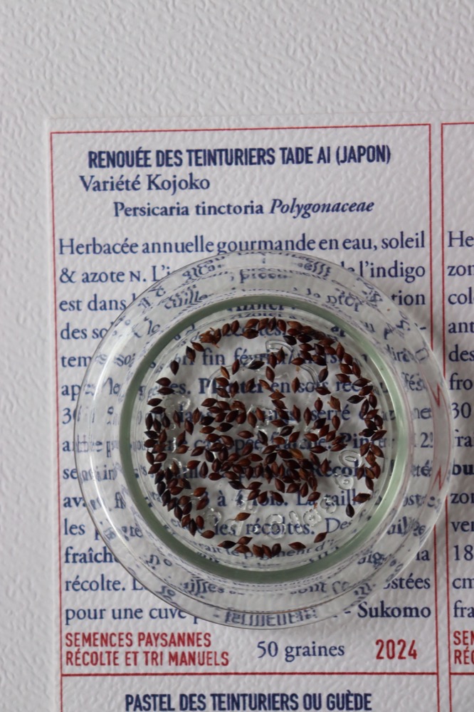 Renouée des teinturiers