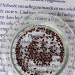 Renouée des teinturiers - photo 2