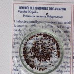 Renouée des teinturiers - photo 3