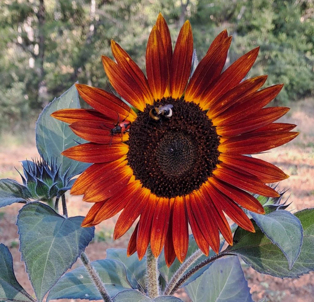 Tournesol