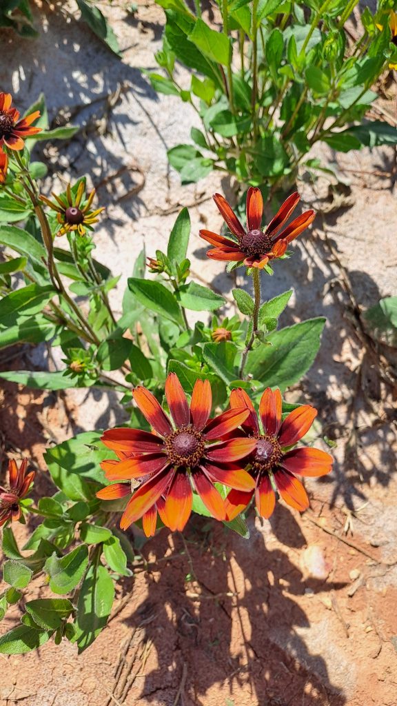 Rudbeckia hérissé